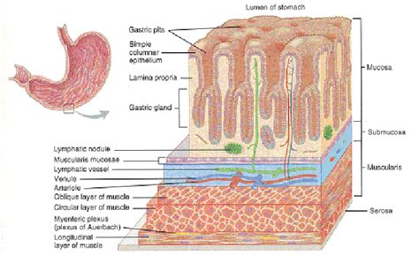 Histology of the stomach. a three-dimensional view of layers of the ...