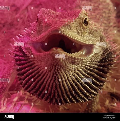 Angry head lizard hi-res stock photography and images - Alamy