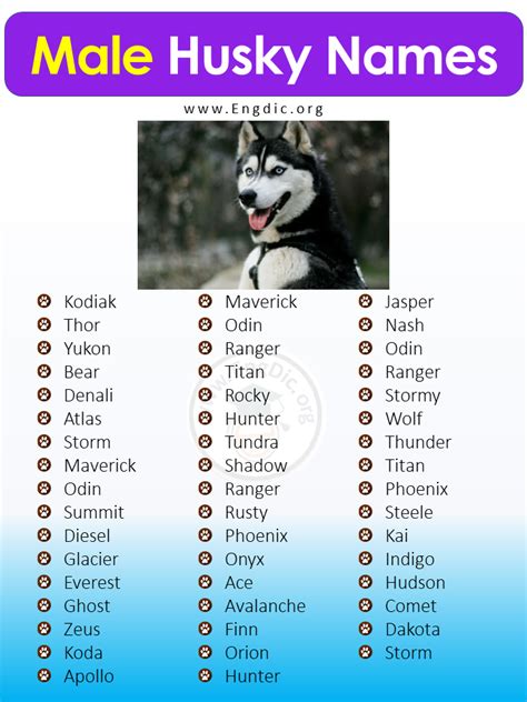 300+ Best Husky Names (Male, Female, Unique, Exotic) - EngDic