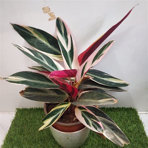 Stromanthe Triostar - Nursery Buy