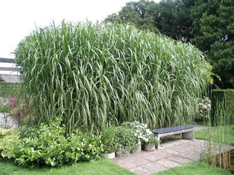 Tall Grasses For Privacy Fence / Hgtv.com shares the best screening ...