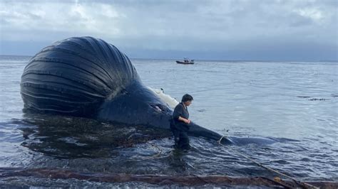 Discovery of dead humpback whale on B.C. beach is a rare learning ...