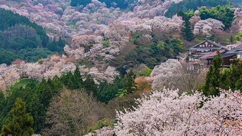 Mount Yoshinoyama (Yoshinoyama Cherry Blossoms) - Yoshino Travel