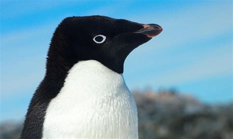 Siguiendo los pasos de los pingüinos de Adelia en la Antártida | Historias | Descubre WWF