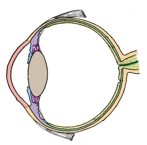 Eye Anatomy Diagram | Quizlet