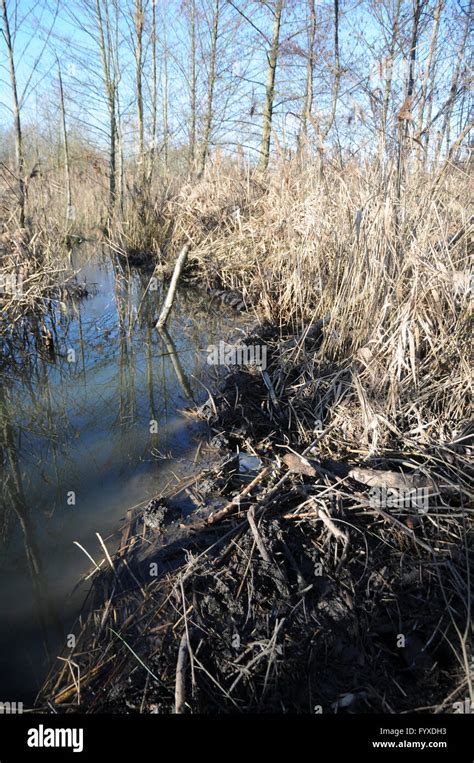 Castor fiber, Beaver, Dam Stock Photo - Alamy