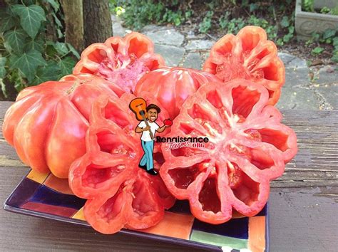 Mushroom Basket Tomato Seeds For Sale At Renaissance Farms