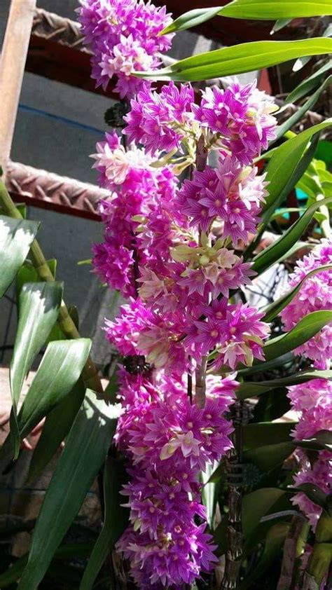 Orchid | Thiên nhiên, Hoa lan, Phong cảnh