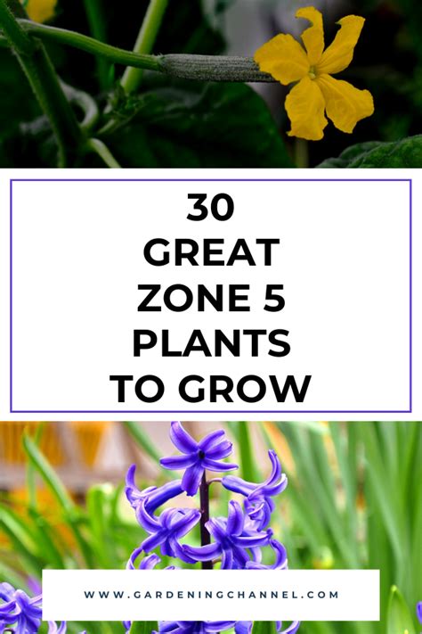 30 Great Zone 5 Plants to Grow - Gardening Channel in 2021 | Zone 5 ...