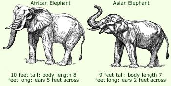 Elephant Anatomy Facts - Complete Diagram Of Anatomy