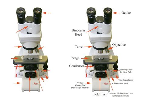 Compound Microscope Labeled