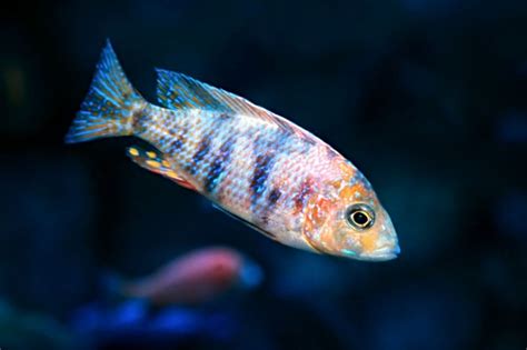 Mastering the Art of African Cichlid Breeding for Stunning Color