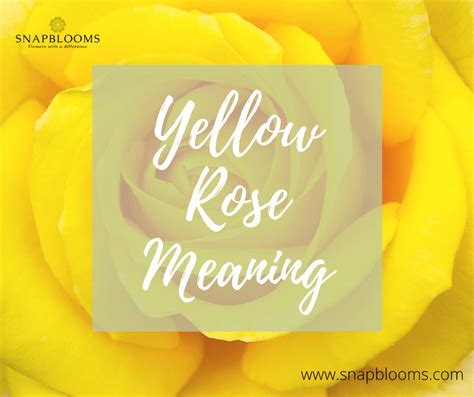 Yellow Rose Meaning, Symbolisms, and History - SnapBlooms Blogs