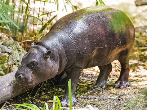 Pygmy hippo in the enclosure - a photo on Flickriver