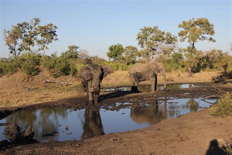 A Thrilling Experience at Tintswalo Safari Lodge.