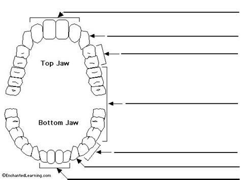 Label Teeth Printout - EnchantedLearning.com | Dental assistant study ...