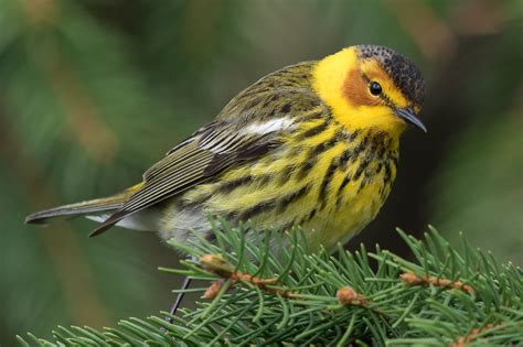 Cape May Warbler (male-spring) – Jeremy Meyer Photography