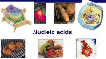 Nucleic Acid Notes 1.6 by Science Corner | TPT