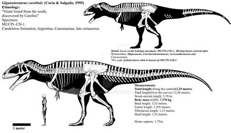 Giganotosaurus carolinii skeletal diagram. by Franoys on DeviantArt