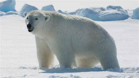 Polar Bear, Beautiful Polar Bear, #17458