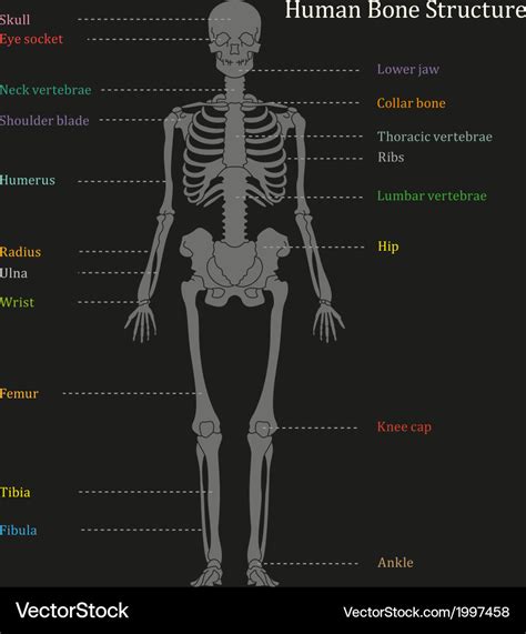 Human bone structure diagram Royalty Free Vector Image