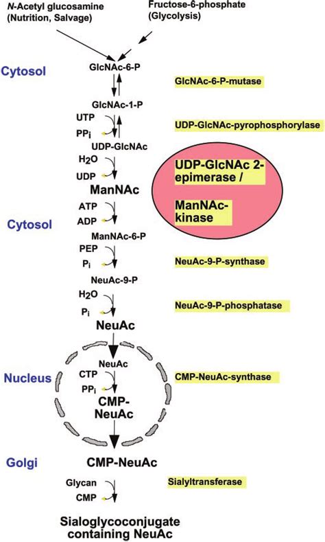 Scheme representing the biosynthesis of sialic acid | Download ...