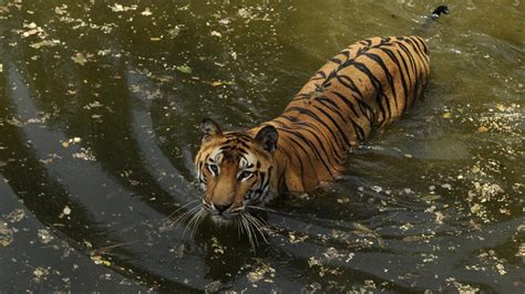 Animals at the Delhi Zoo chill out in the summer | india-news | photos | Hindustan Times