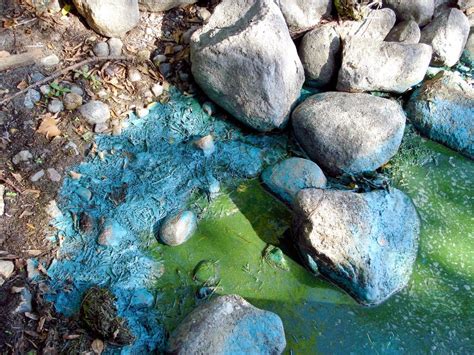 State officials warn of toxic blue-green algae | MPR News