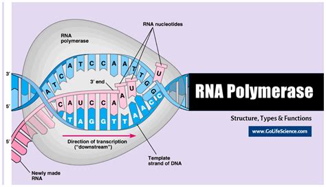 Rna Polymerase In Prokaryotes