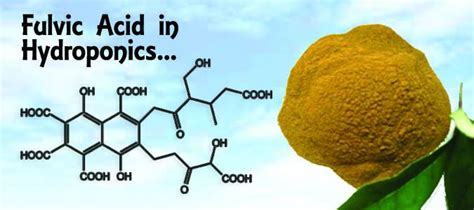 Fulvic Acid in Hydroponics - Web Hydroponics