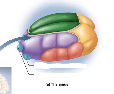 THALAMUS Diagram | Quizlet