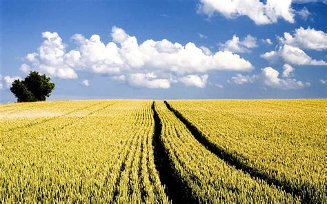 Autumn Wheat Field Under Blue Sky, HD wallpaper | Peakpx