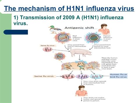 Literature Reveiw Swine Flu Vaccine[1]