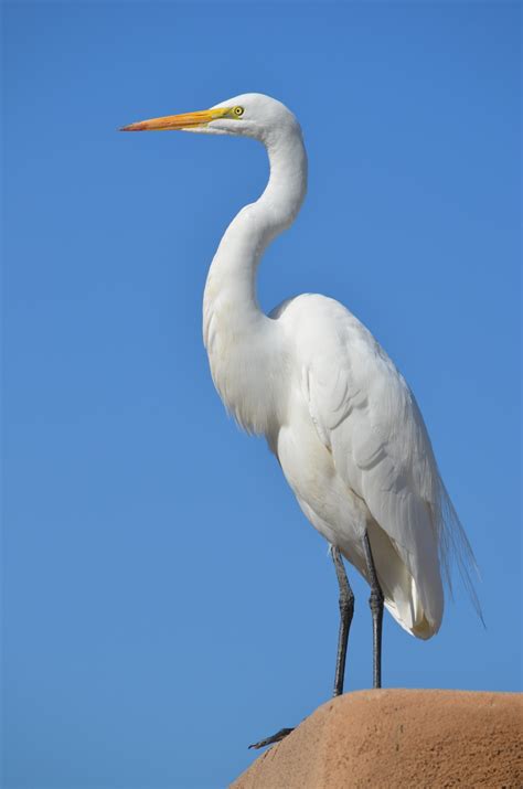 Free photo: Great White Heron - Bird, Food, Great - Free Download - Jooinn