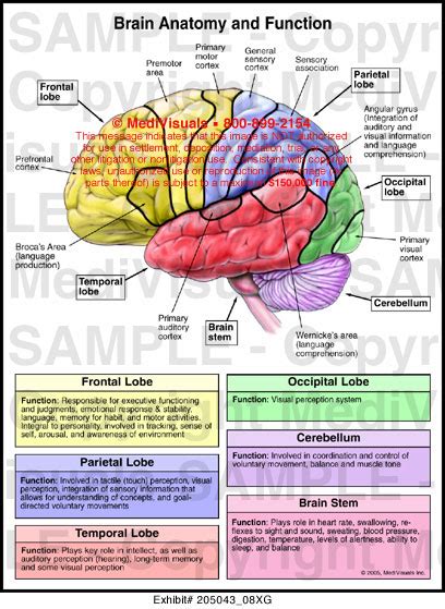 Brain Anatomy and Function Medical Illustration Medivisuals