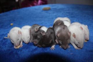 Breeding Goals - Rat Crew Rattery