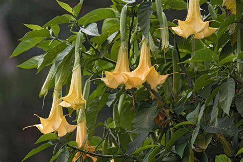 12 Poisonous Garden Flowers You Should Avoid Planting