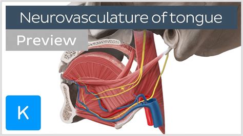 Nerve Supply Of Tongue Diagram