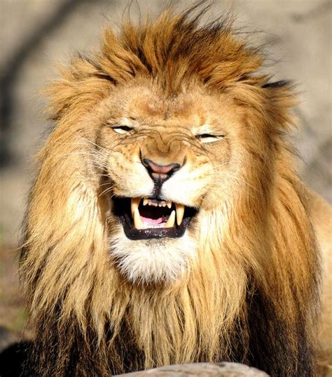 Lion laughing at me | Laughing animals, Smiling animals, Lion pictures