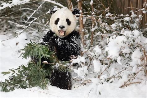 Panda Playing in Snow is as Fun as Watching a Child at Play