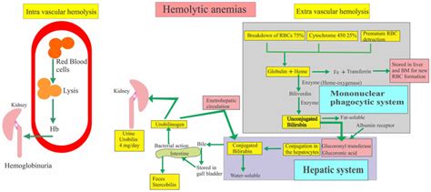 Intravascular haemolysis causes, symptoms, diagnosis & treatment