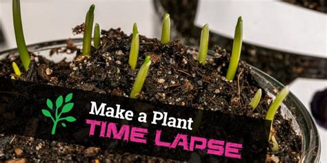 How to Make a Time Lapse Video of Plants Growing