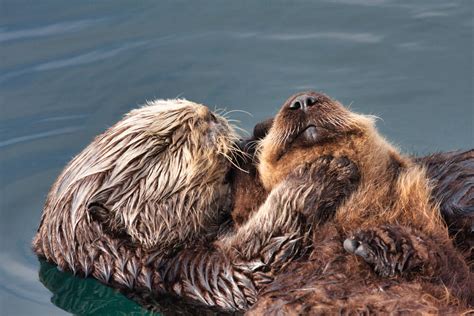 Threatened and Endangered — The Otter Project