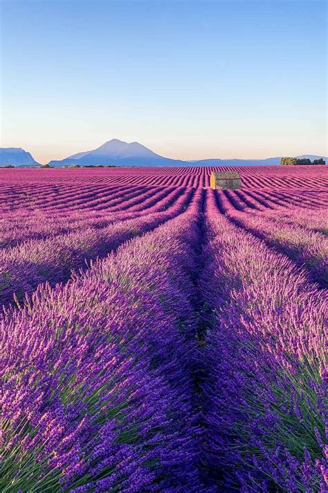 Complete guide to visiting the lavender fields in provence france – Artofit