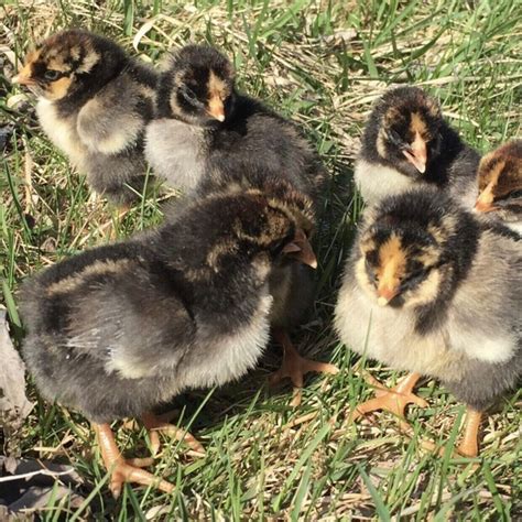 Gold Laced Wyandottes Hatching Eggs | Livestock | Kitchener / Waterloo ...