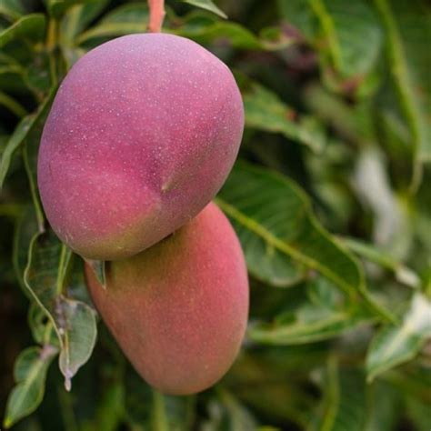 ÁRBOL DEL MANGO , CUIDADOS PARA SU CULTIVO