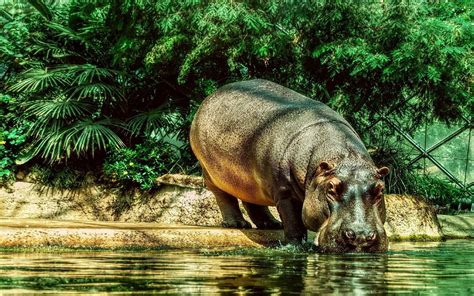 🔥 [50+] Cute Hippo Wallpapers | WallpaperSafari