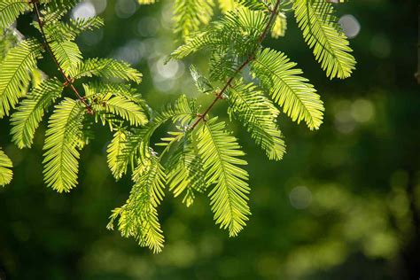 Dawn Redwood: How to Grow and Care for Dawn Redwood