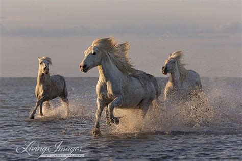 Wild Horse Photography White Camargue Horse Print camargue - Etsy | Camargue horse, Horses ...