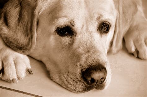 Heart-broken, sad dog | This was taken a few days after her … | Flickr